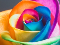 Fun Guerilla Rainbow Roses